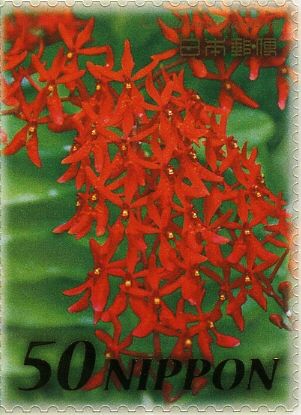 Renanthera Singaporean Orchid