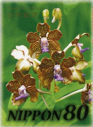 Vanda Mimi Palmer Orchid