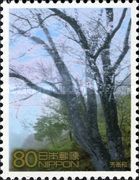 Kumano Sankei Route - Hidehira-zakura Cherry Tree