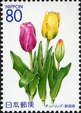 Tulips