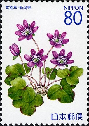 Mealy Primrose