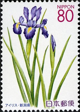 Iris