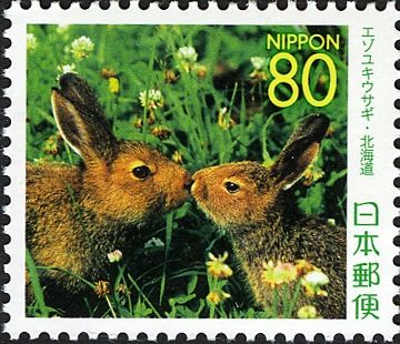 Mountain Hare (Lepus timidus)