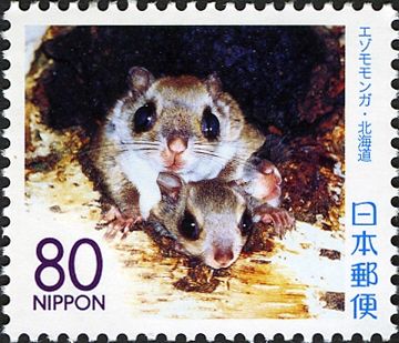 Siberian Flying Squirrel (Pteromys volans)