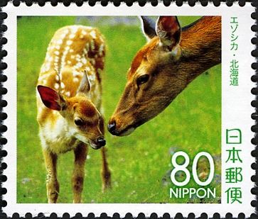 Sika Deer (Cervus nippon)