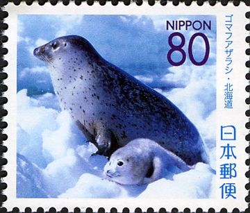 Spotted Seal (Phoca vitulina largha)