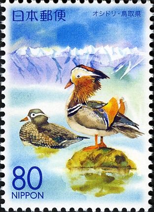 Mandarin Duck (Aix galericulata) & Mountains - Tottori Prefe