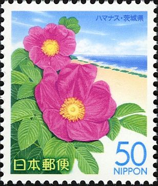 Beach rose & Pacific Coast - Ibaraki Prefecture
