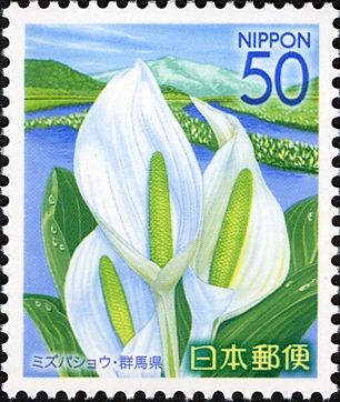 White Skunk Cabbage of Oze National Park - Gunma Pref.
