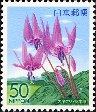 Fawnlily - Tochigi Prefecture