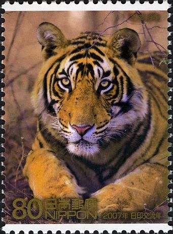 Bengal Tiger (Panthera tigris tigris)