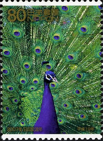 Indian Peafowl (Pavo cristatus)