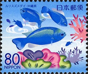 Blue Damselfish (Pomacentrus Pavo)