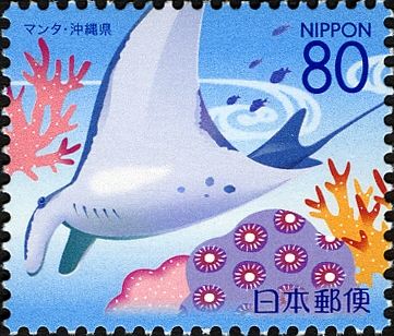 Giant Manta Ray (Manta Birostris)