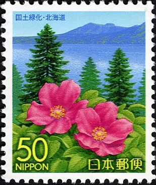 Beach Roses, Ezo Pines, Lake Shikotsu & Mt Tarumae