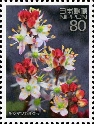Chishimas Cherry Blossom