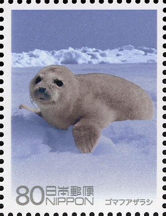 Spotted Seal (Phoca largha)