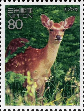 Sika Deer (Cervus nippon)