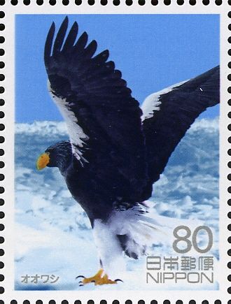 Steller's Sea Eagle (Haliaeetus pelagicus)