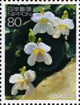 Violets (Viola kitmiana)