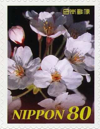 Cherry Blossoms