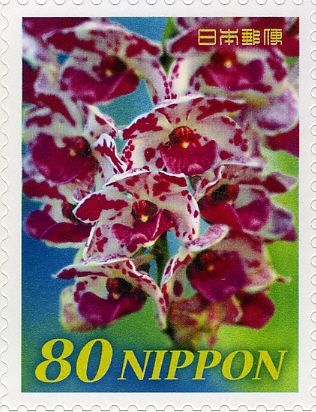 Orchid Rhynchostylis Gigantea