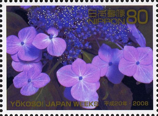 Japanese Hydrangea