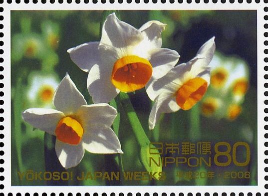 Narcissus