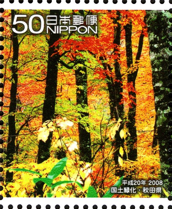 Yellow-tinged Beech Forest - 1