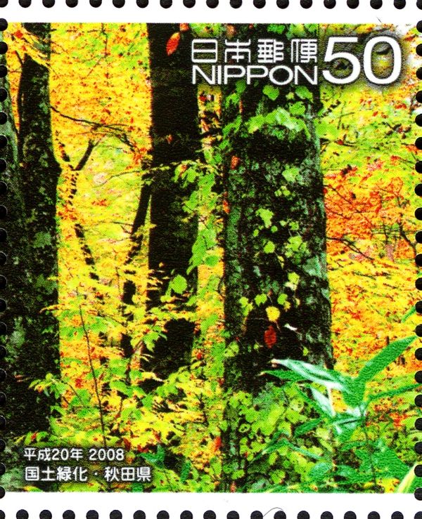 Yellow-tinged Beech Forest - 2