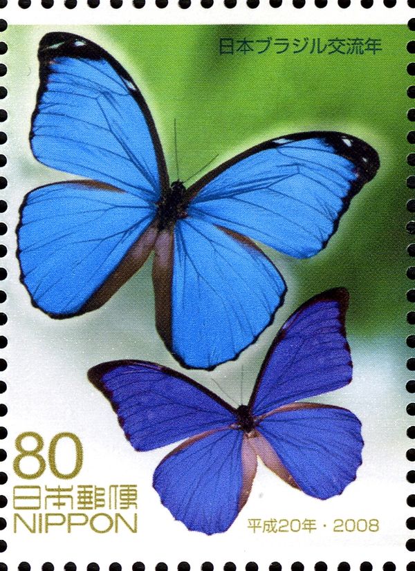 Morpho Butterflies