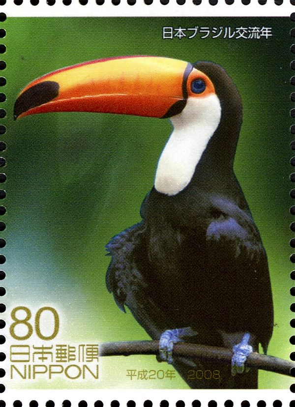 Toco Toucan