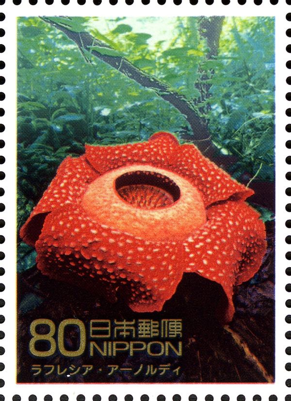 Stinking Corpse Lily - Indonesia