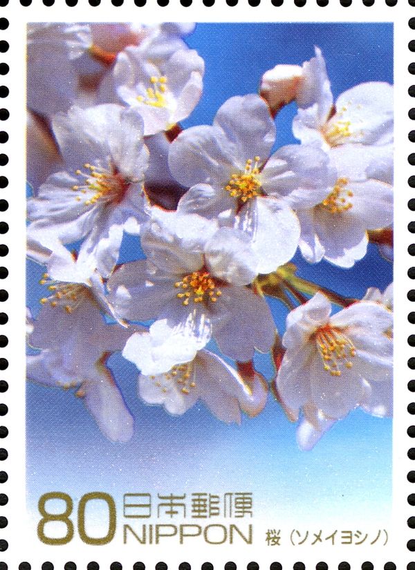 Cherry Blossoms - Japan