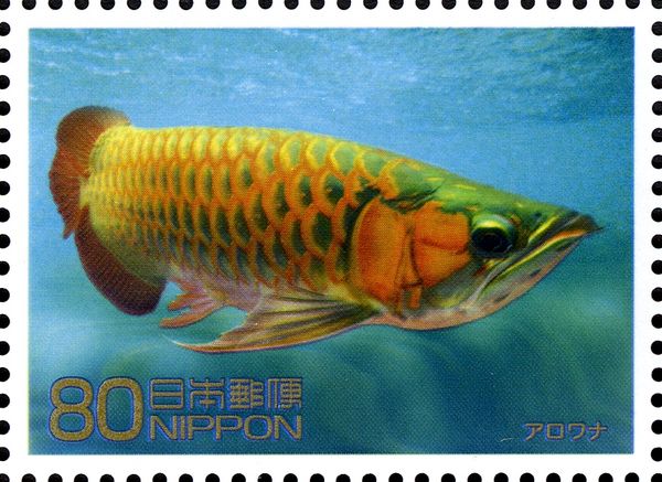 Asian Arowana