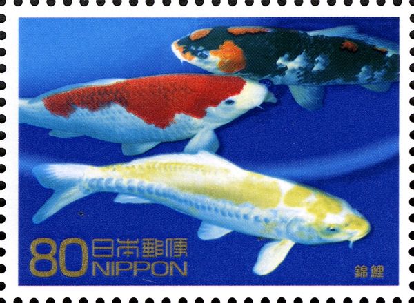 Koi Carp - Japan