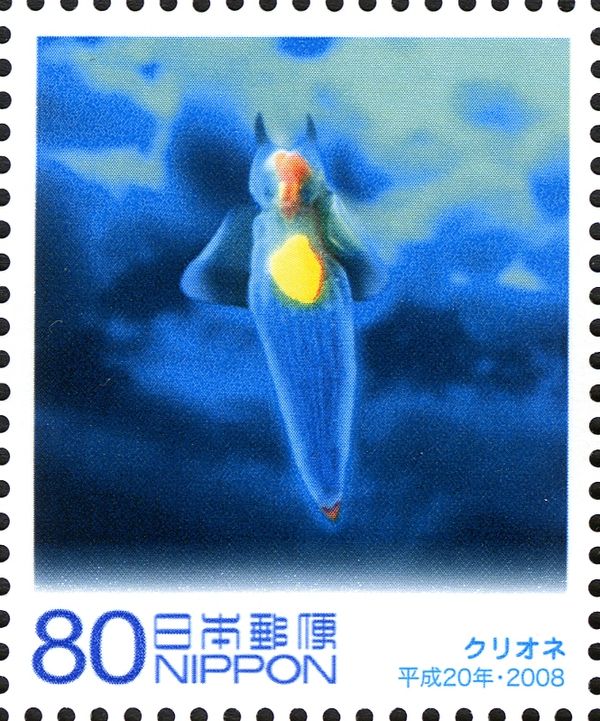 Sea Angel (Clione Limacina)