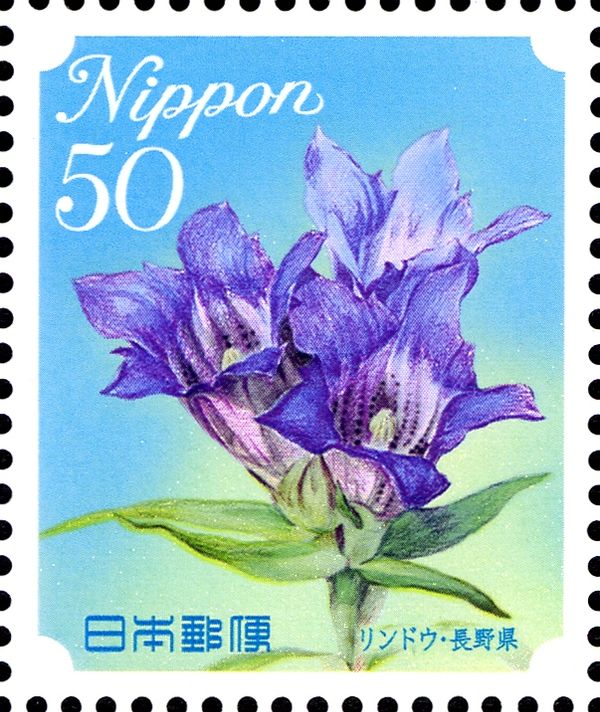 Japanese Gentian - Nagano Prefecture