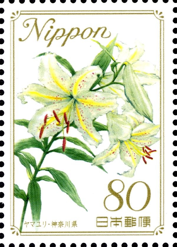 Gold Band Lily - Kanagawa Prefecture