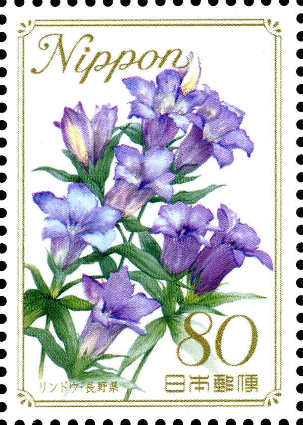 Japanese Gentian - Nagano Prefecture