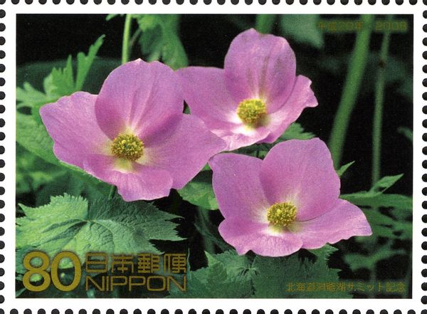 Japanese Wood Poppy