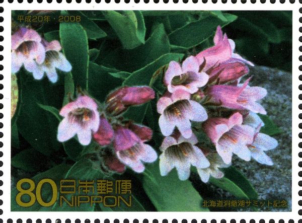 Penstemon Frutescens