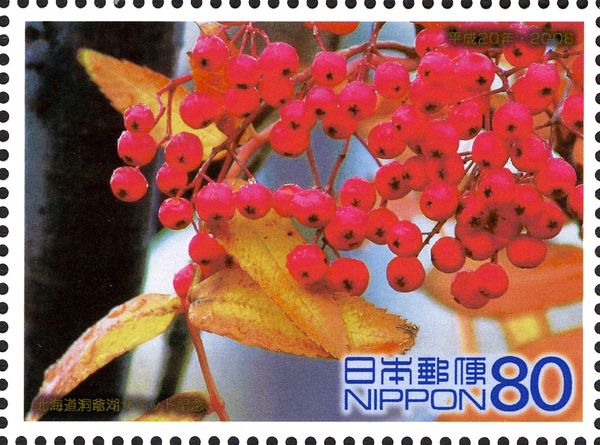 Japanese Rowan