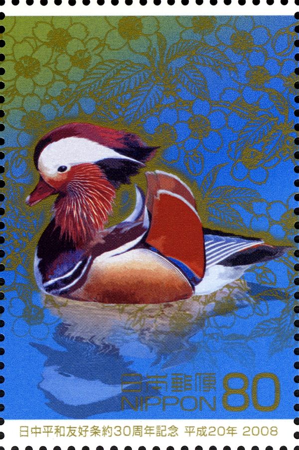 Mandarin Duck (Aix galericulata) & Cherry Blossoms