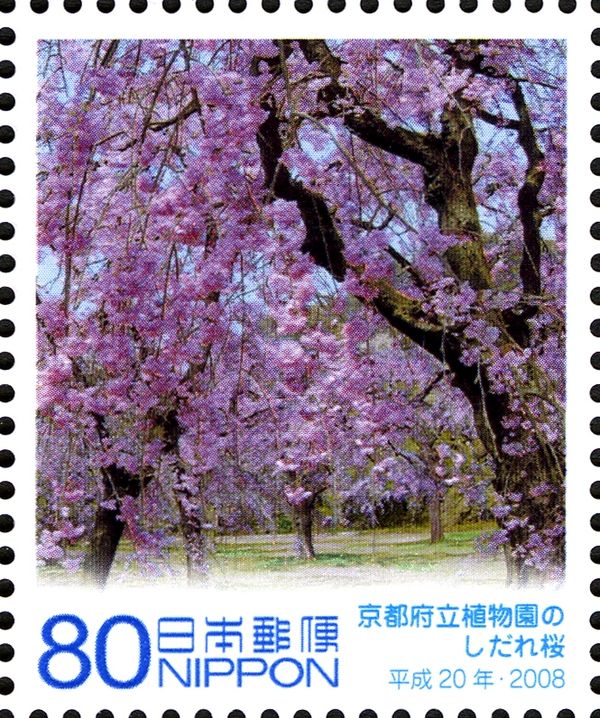 Weeping Cherry Tree - Kyoto Botanical Garden