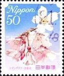 Weeping cherry blossom - Kyoto