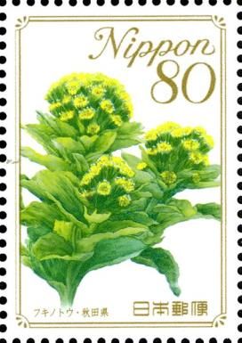 Japanese Butterbur (Petasites japonica) - Akita Prefecture