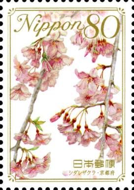 Weeping cherry - Kyoto