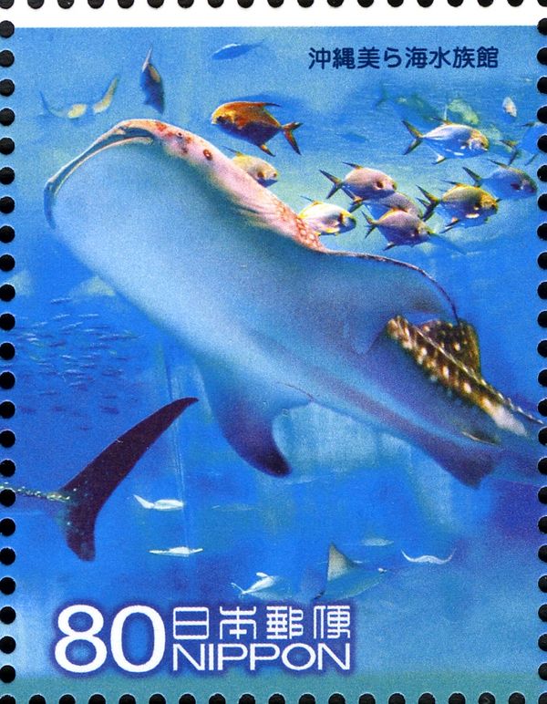 Whale Shark (Rhincodon Typus), Different Fish