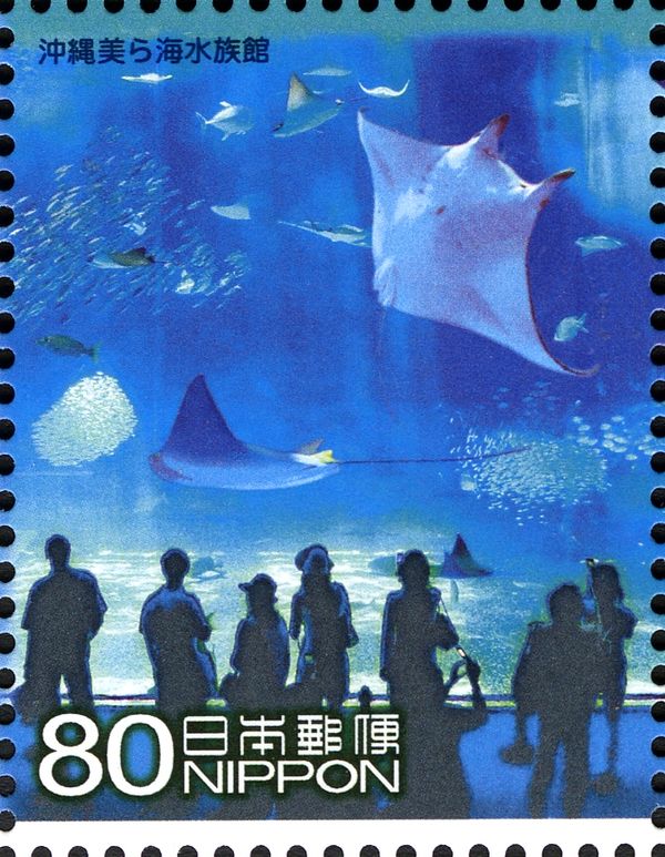 Manta Ray (Manta Birostris)